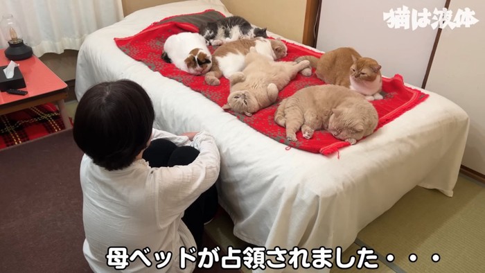 ベッドの上に乗る猫たちとそれを見る人