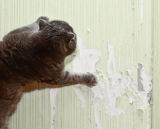 壁をボロボロにする猫