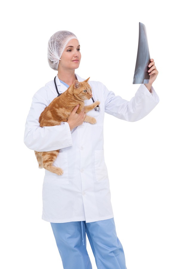 レントゲン写真を持つ医師に抱かれている猫