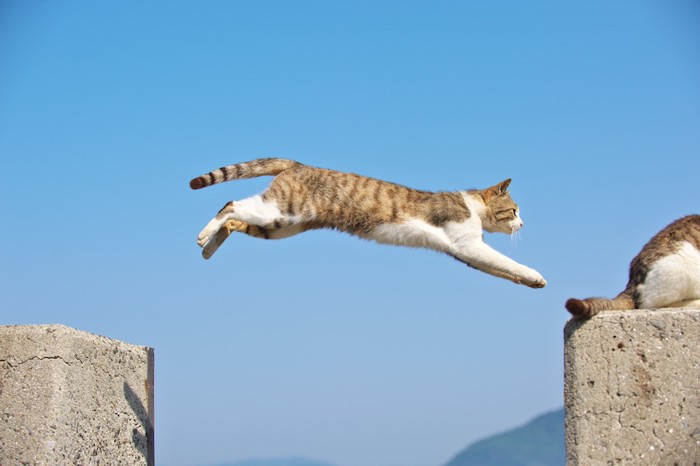 青空をバックにジャンプする猫