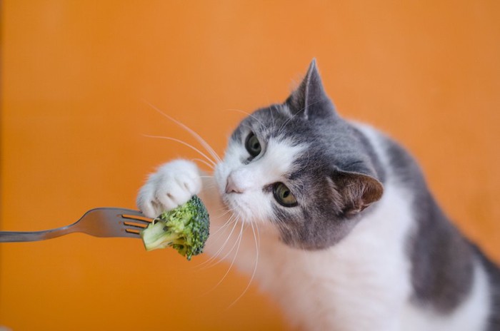 フォークに刺さったブロッコリーを食べようとする猫