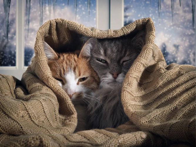 セーターにくるまる猫2匹