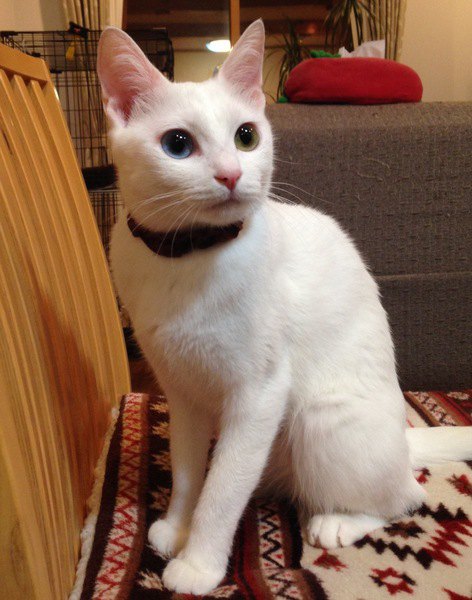 目がクリクリの白猫