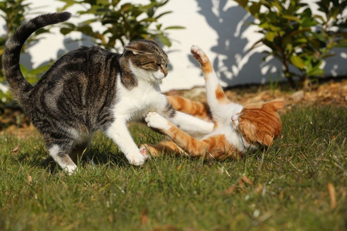仰向けの猫とパンチする猫