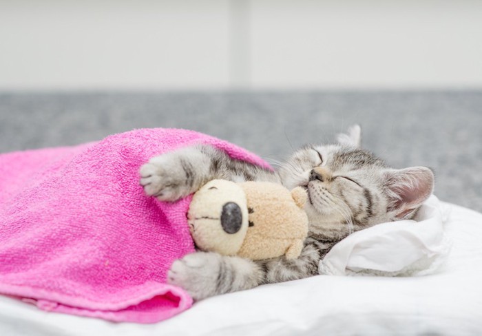 ぬいぐるみを抱えてタオルをかけて寝る子猫