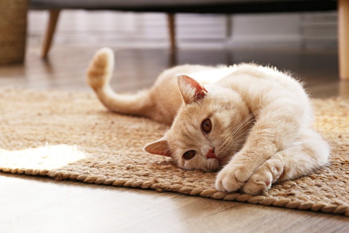 床で伸びをしている猫