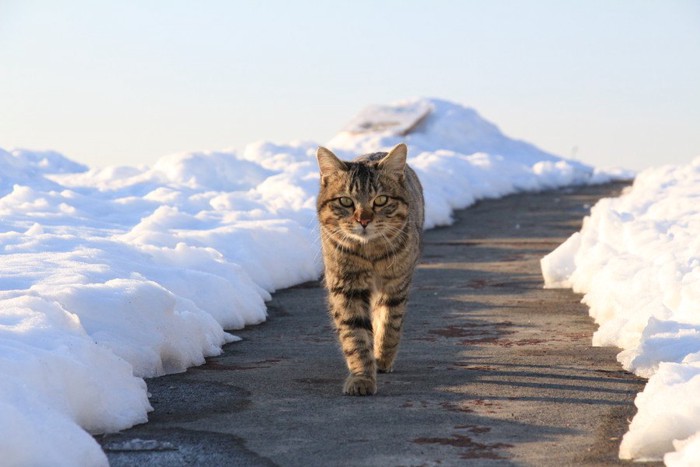 雪の積もった道と猫