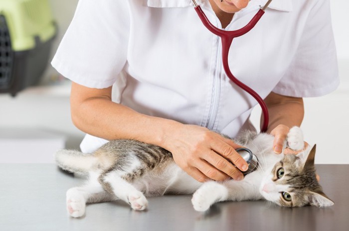病院で獣医師に末期のリンパ腫を診察されている猫
