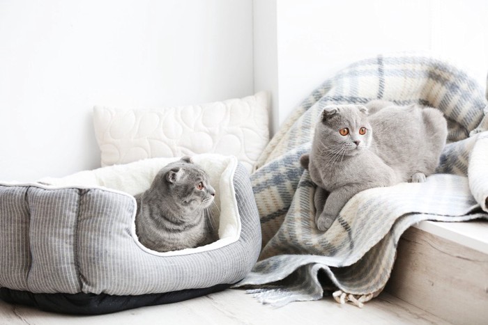 猫ベッドと2匹の猫