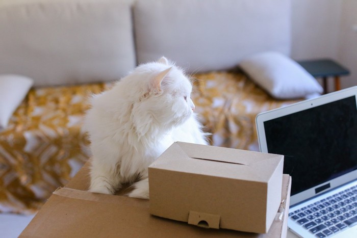 箱の横で横を向く白猫