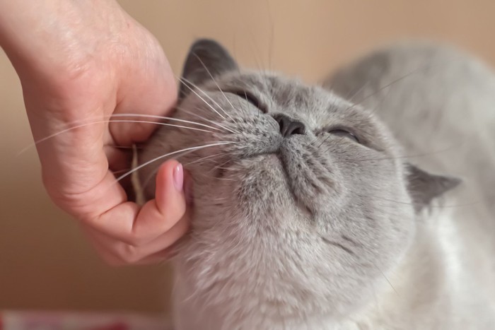 猫の顔を撫でる人の手