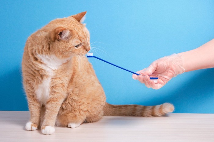 歯ブラシに興味を示す猫