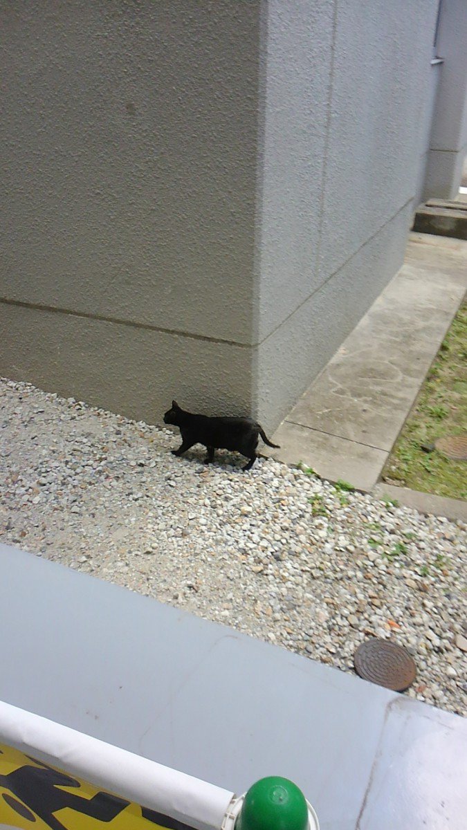 母校に講義に行った際に見かけた黒猫