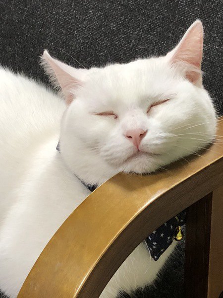 顎乗せして眠る白猫
