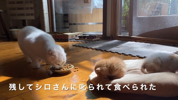 ごはんを食べる白猫