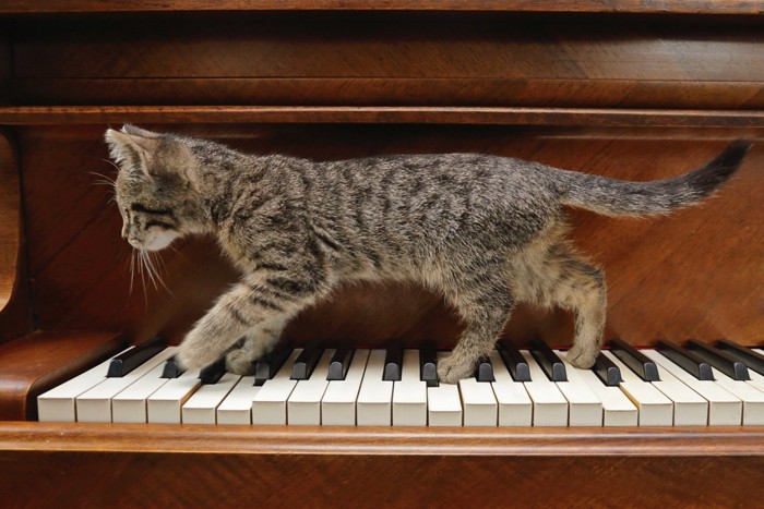 鍵盤の上を歩く子猫