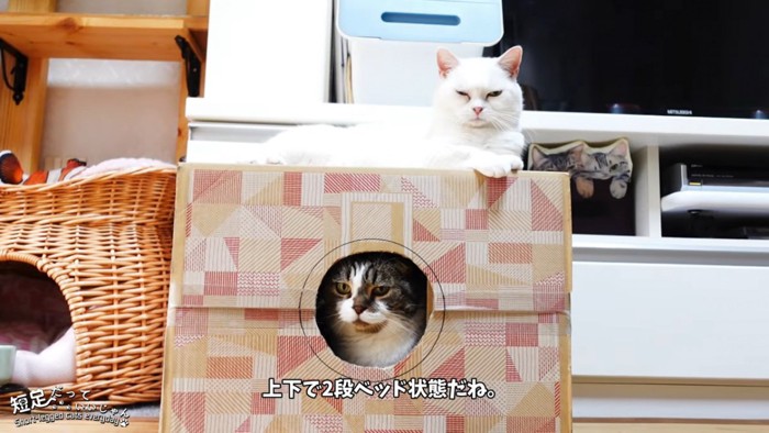 箱の中の猫と上にいる猫