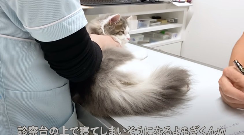 診察台の上で寝てしまいそうな猫