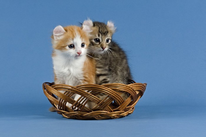 籠に入って同じ方向を見つめる2匹のアメリカンカールの子猫