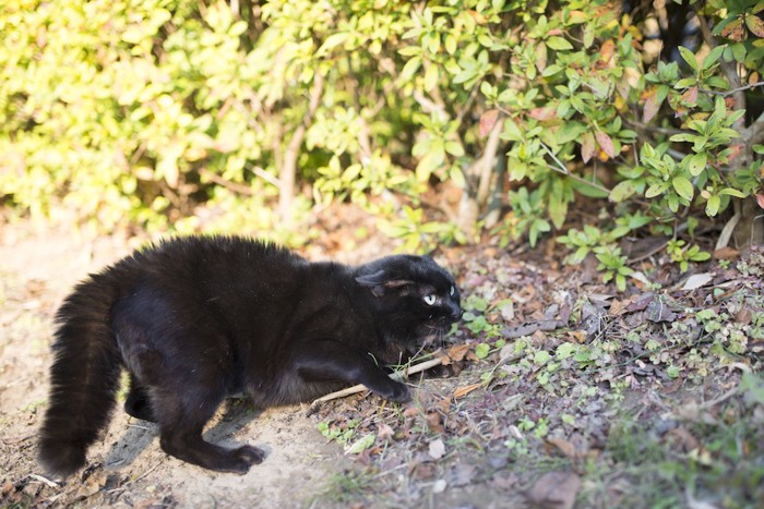 毛の逆立った黒猫