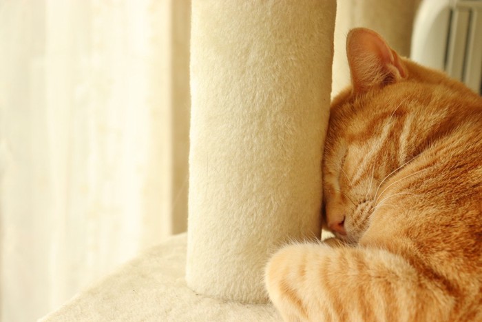 柱に頭をつけて眠る猫