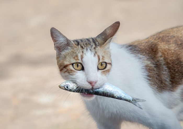 魚をくわえている猫