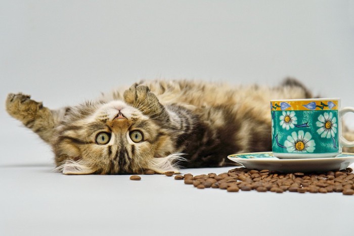 コーヒーカップの横でひっくり返る猫