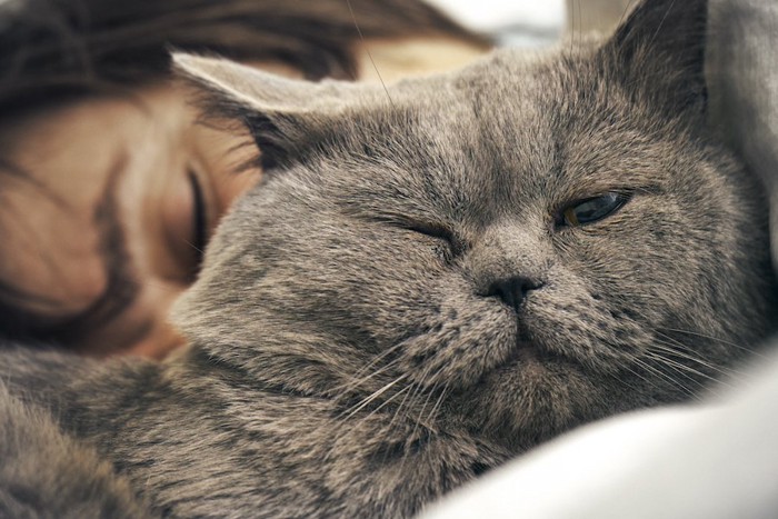 ベッドで眠る女性とウインクする猫