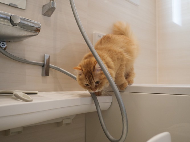 浴室で遊ぶ猫