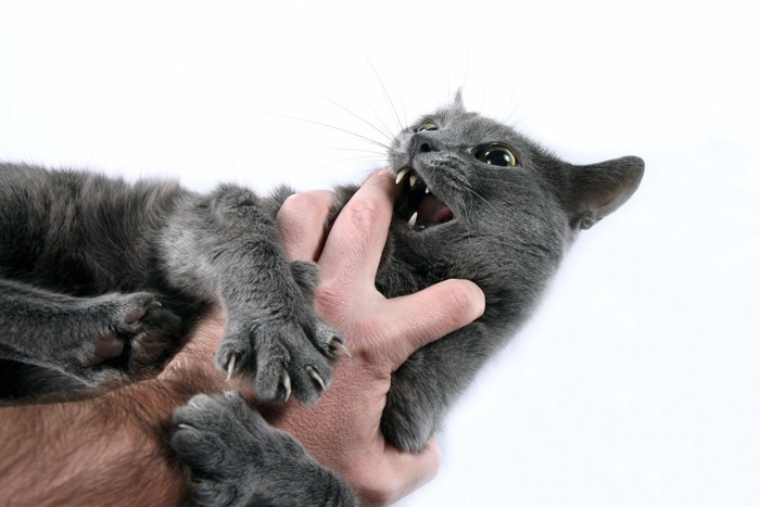 手に引っ掻き噛みつく猫