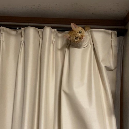 カーテンから顔を出す猫