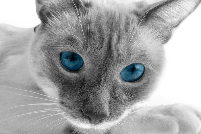 青い目の猫の顔