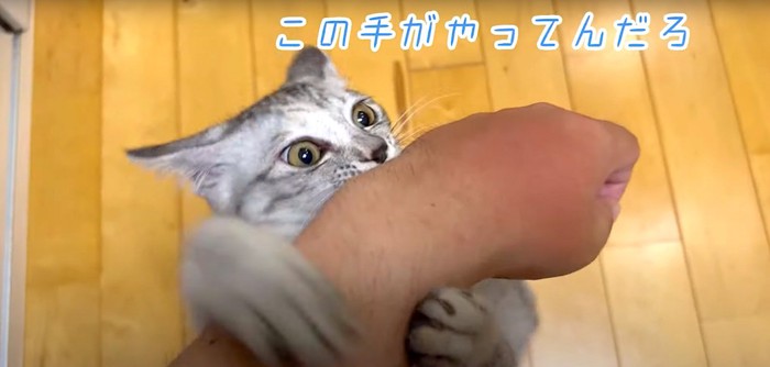腕に噛み付く猫
