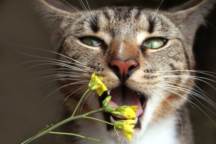 花を食べようとする猫の顔アップ