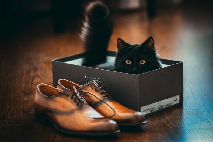 靴箱に入る黒い猫と靴