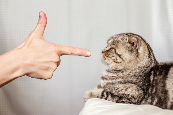 猫を指差して怒る人
