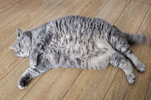 横たわる太った猫