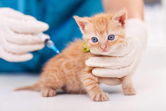 子猫のワクチン接種