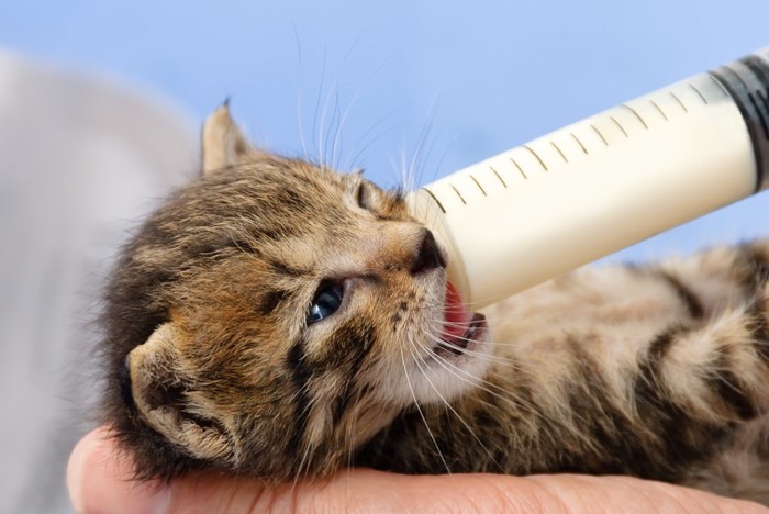 スポイトでミルクを飲んでいる子猫