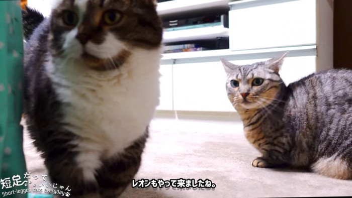 縞模様の猫と立っている猫