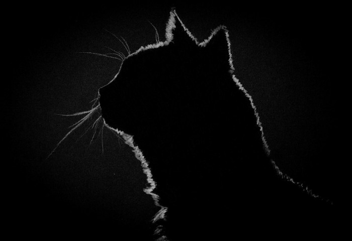 暗闇と猫の横顔のシルエット