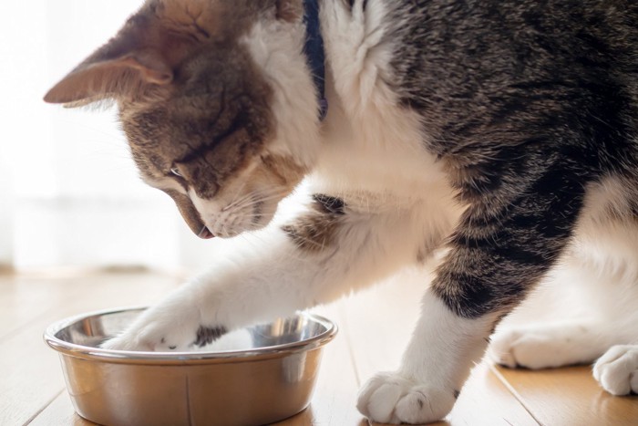キャットフードの食器に手を入れる猫