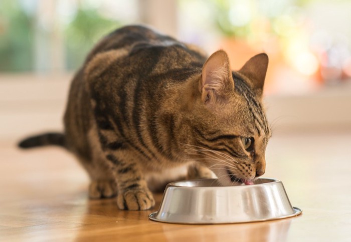 銀のお皿でフードを食べる猫
