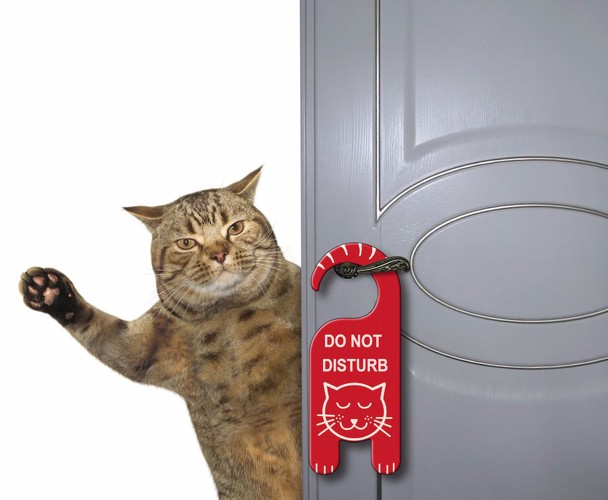「起こさないで下さい」のプレートかけたドアから顔をのぞかせて手を上げている猫