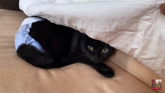隠れ気味なオムツ黒猫