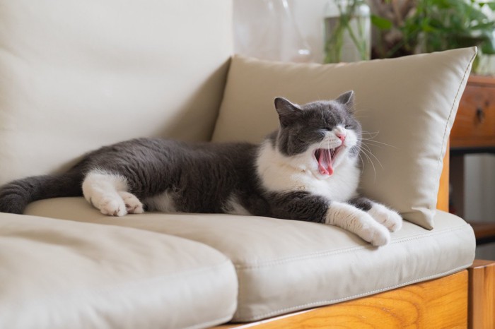 ソファであくびをする猫