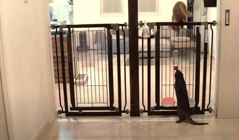 柵を飛び越える猫と見つめるカワウソ