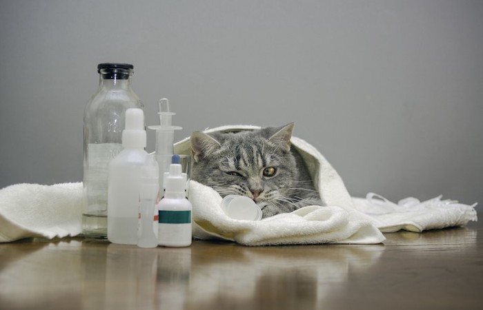 治療器具とタオルに包まった猫