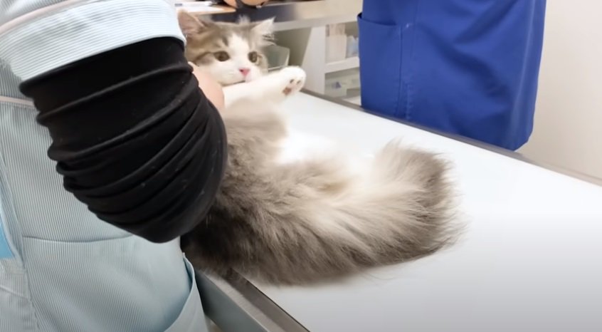 看護師さんに甘噛みする猫