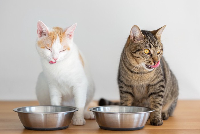 食器の前の二匹の猫